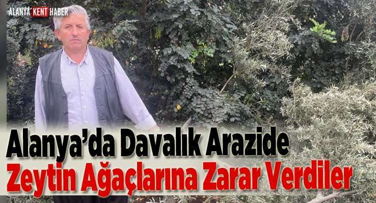 Alanya’da Davalık Arazide Zeytin Ağaçlarına Zarar Verdiler