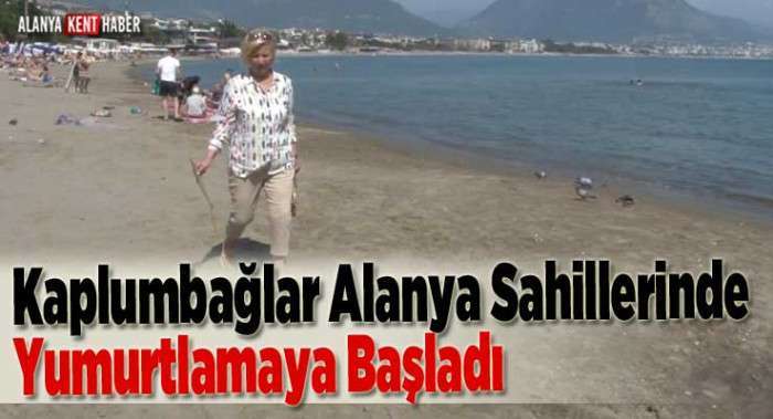 Deniz Kaplumbağaları Alanya Sahillerinde Yumurtlamaya Başladı